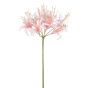 NERINE DAWN PINK 70CMS