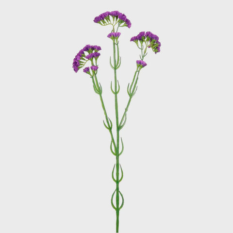 STATICE SPRAY PURPLE