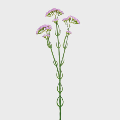 STATICE SPRAY LILAC
