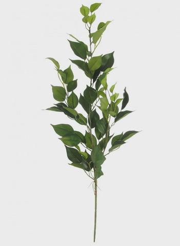 BAY LEAF BRANCH