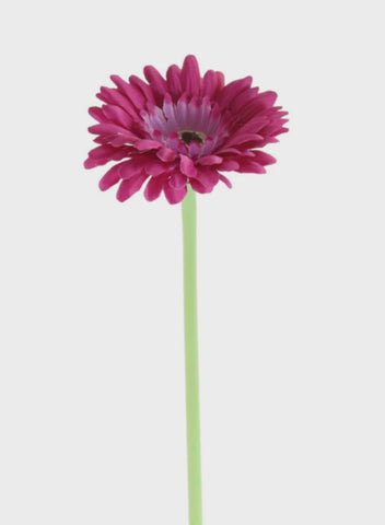 GERBERA HOT PINK