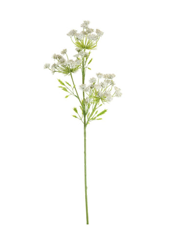 COW PARSLEY WHITE