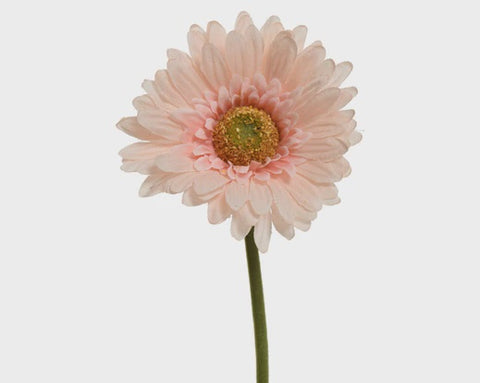 GERBERA PALE PINK