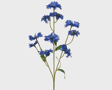CORNFLOWER MULTI HEADED BLUE