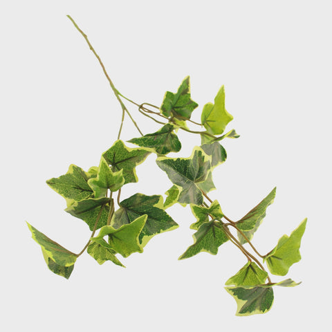 VARIGATED IVY SPRAY OUTDOOR 56CMS