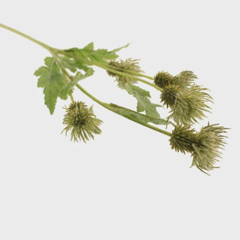 MELANCHOLY THISTLE GREEN