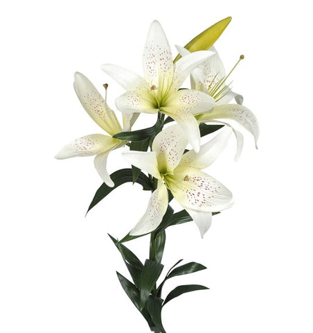 KING LILY CREAM