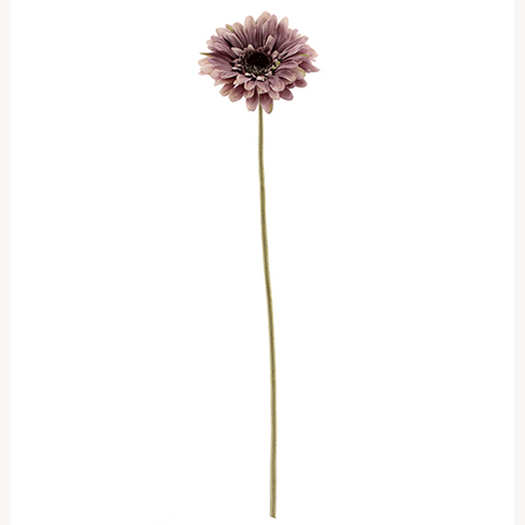 MAUVE GERBERA