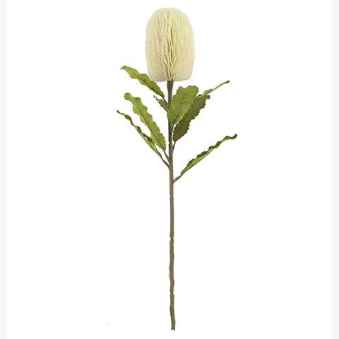 CREAM BANKSIA