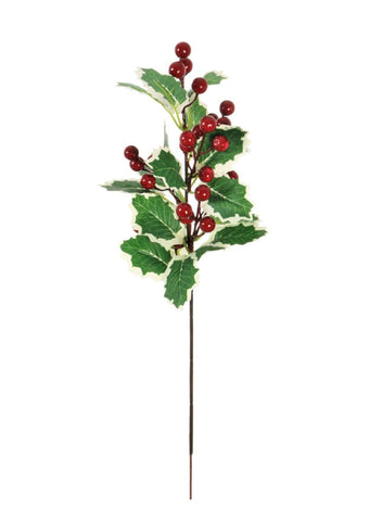 VARIGATED HOLLY STEM WITH RED BERRIES