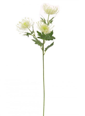 PROTEA SPRAY CREAM