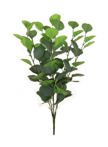 LARGE SILVER DOLLAR NATURAL GREEN