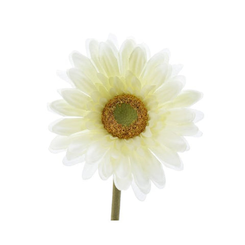 GERBERA ON STEM CREAM