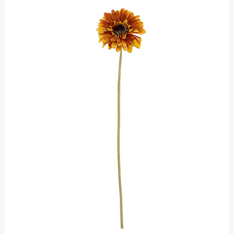 ORANGE OLD GERBERA