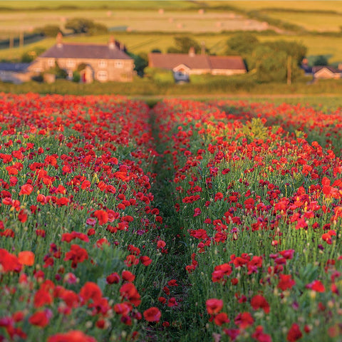 COASTER - POPPIES AT CHALE