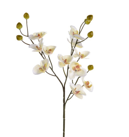 ORCHID BABY CREAM