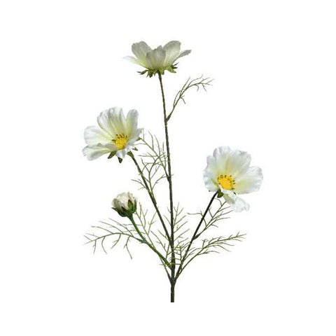 COREOPSIS X 4 WHITE