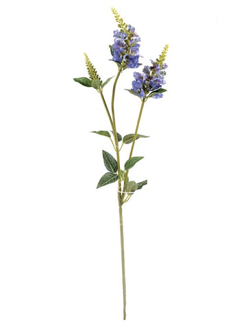 PHYSOSTEGIA BLUE