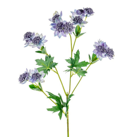 MEADOW ASTRANTIA BLUE