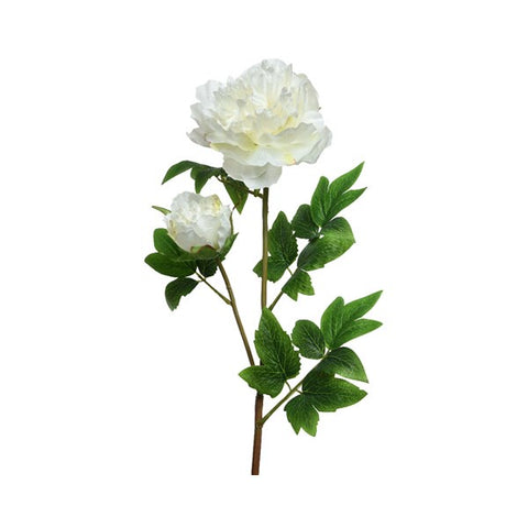 WHITE PEONY ON STEM
