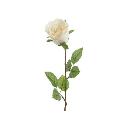 CLOSED ROSE CREAM