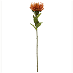ORANGE PROTEA