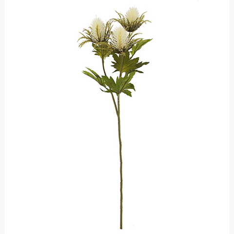 CREAM TEASEL