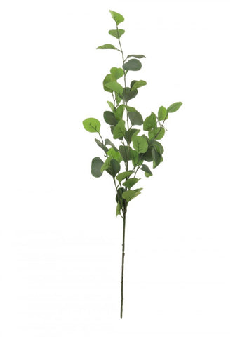 SILVER DOLLAR EUCALYPTUS STEM NATURAL GREEN