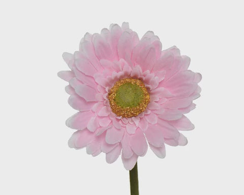 GERBERA SOFT PINK