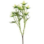 ERYNGIUM SPRAY IVORY