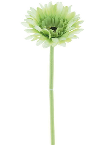 GERBERA SAGE GREEN