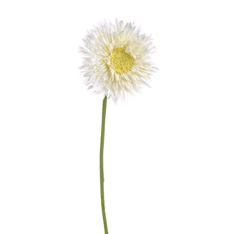 GERBERA DOUBLE CREAM