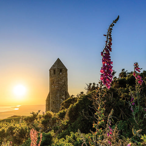 COASTER WILD FLOWERS AT THE PEPPERPOT