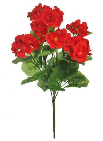 GERANIUM BUSH RED