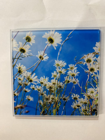 COASTER DAISIES IN FIELD
