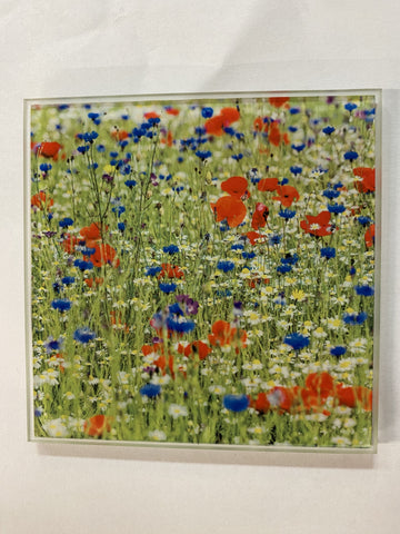 COASTER CORNFLOWERS, DAISIES AND POPPIES