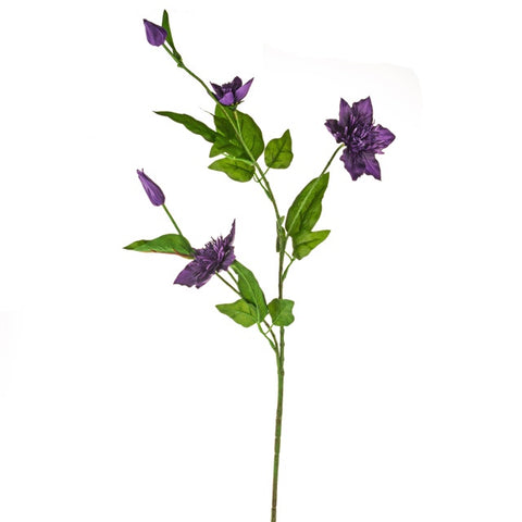 ELSA CLEMATIS PURPLE