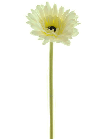 GERBERA CREAM