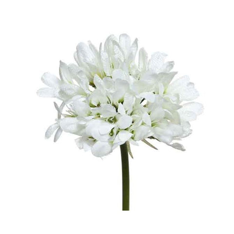 AGAPANTHUS WHITE