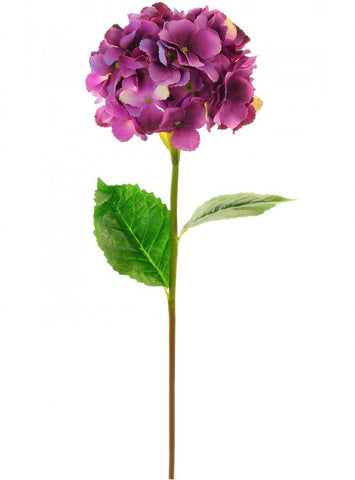 MOPHEAD HYDRANGEA  AUBERGINE