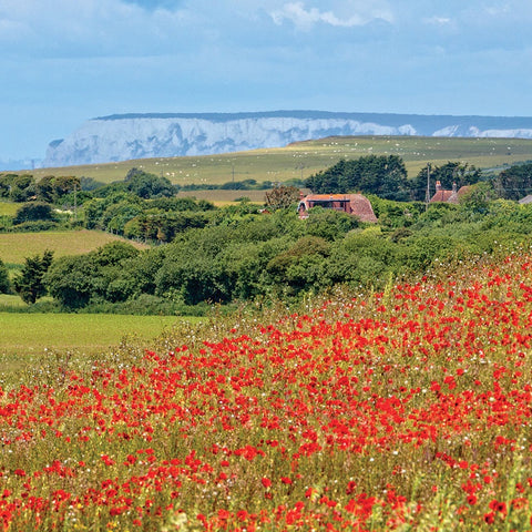 COASTER - LITTLE ATHERFIELD POPPY FIELD