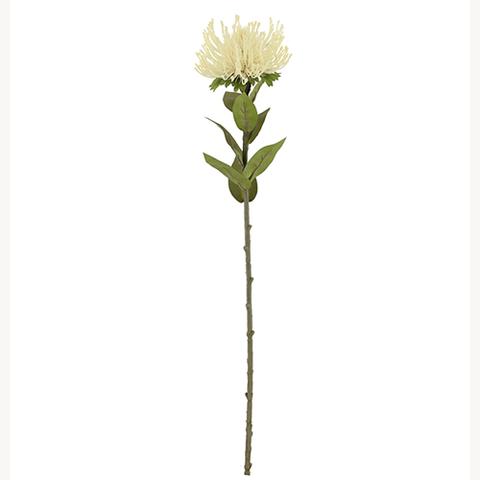 CREAM PROTEA