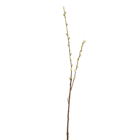 PUSSY WILLOW STEM