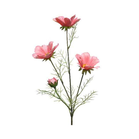 COREOPSIS X 4 PINK