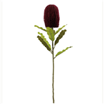 BURGUNDY BANKSIA