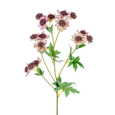 MEADOW ASTRANTIA MAUVE/PINK