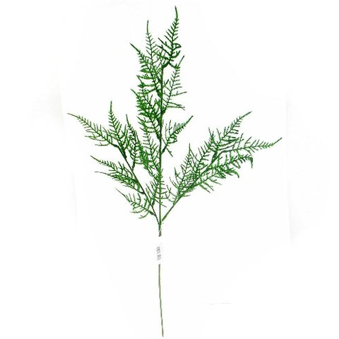 ASPARAGUS FERN