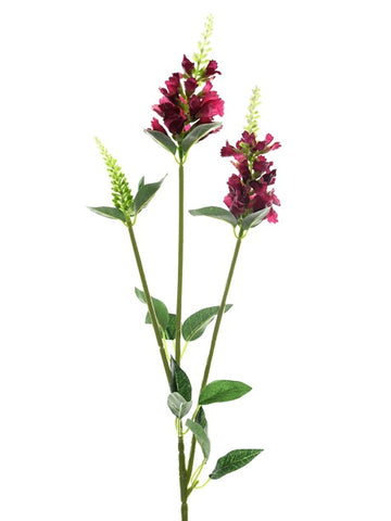 PHYSOSTEGIA DARK PINK