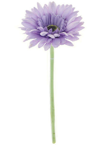GERBERA HEATHER