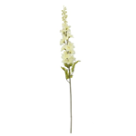 CREAM DELPHINIUM